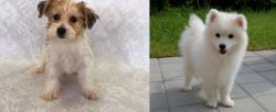 Yochon vs Spitz - Breed Comparison