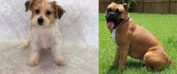 Yochon vs Valley Bulldog - Breed Comparison