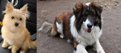 Yoranian vs Aidi - Breed Comparison