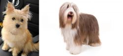 Yoranian vs Bearded Collie - Breed Comparison