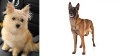 Yoranian vs Belgian Shepherd Dog (Malinois) - Breed Comparison