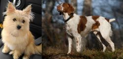 Yoranian vs Brittany - Breed Comparison