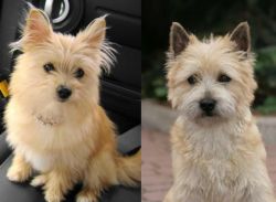 Yoranian vs Cairn Terrier - Breed Comparison