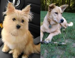 Yoranian vs Carolina Dog - Breed Comparison