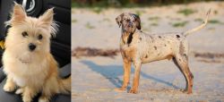 Yoranian vs Catahoula Cur - Breed Comparison