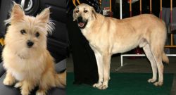 Yoranian vs Central Anatolian Shepherd - Breed Comparison