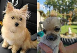 Yoranian vs Chihuahua - Breed Comparison