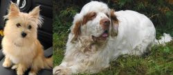 Yoranian vs Clumber Spaniel - Breed Comparison