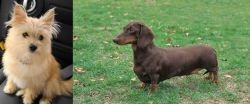 Yoranian vs Dachshund - Breed Comparison