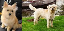 Yoranian vs Dutch Smoushond - Breed Comparison