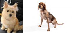 Yoranian vs English Coonhound - Breed Comparison