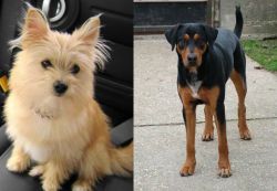 Yoranian vs Hungarian Hound - Breed Comparison