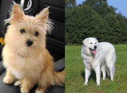 Yoranian vs Kuvasz - Breed Comparison
