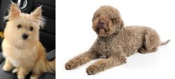 Yoranian vs Lagotto Romagnolo - Breed Comparison