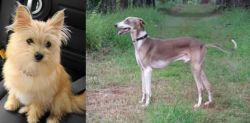 Yoranian vs Mudhol Hound - Breed Comparison