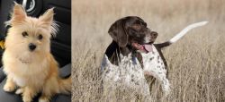 Yoranian vs Old Danish Pointer - Breed Comparison