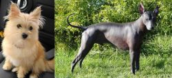 Yoranian vs Peruvian Hairless - Breed Comparison