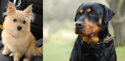 Yoranian vs Rottweiler - Breed Comparison