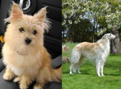 Yoranian vs Russian Hound - Breed Comparison