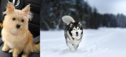 Yoranian vs Siberian Husky - Breed Comparison