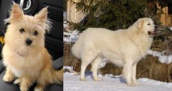 Yoranian vs Slovak Cuvac - Breed Comparison