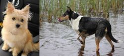 Yoranian vs Smooth Collie - Breed Comparison