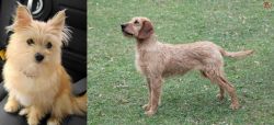 Yoranian vs Styrian Coarse Haired Hound - Breed Comparison