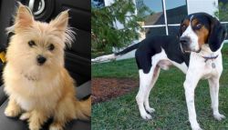 Yoranian vs Treeing Walker Coonhound - Breed Comparison