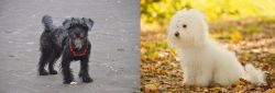 YorkiePoo vs Bichon Bolognese - Breed Comparison