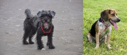 YorkiePoo vs Bluetick Beagle - Breed Comparison
