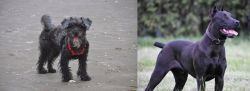 YorkiePoo vs Canis Panther - Breed Comparison