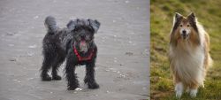YorkiePoo vs Collie - Breed Comparison
