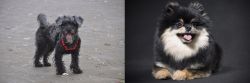 YorkiePoo vs German Spitz (Klein) - Breed Comparison