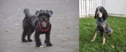 YorkiePoo vs Grand Bleu de Gascogne - Breed Comparison