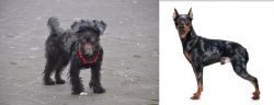 YorkiePoo vs Harlequin Pinscher - Breed Comparison