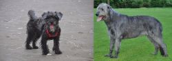 YorkiePoo vs Irish Wolfhound - Breed Comparison