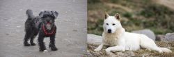 YorkiePoo vs Jindo - Breed Comparison