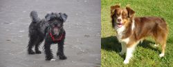 YorkiePoo vs Miniature Australian Shepherd - Breed Comparison
