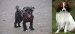 YorkiePoo vs Phalene - Breed Comparison