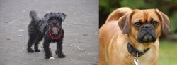 YorkiePoo vs Pugalier - Breed Comparison