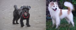 YorkiePoo vs Thai Bangkaew - Breed Comparison