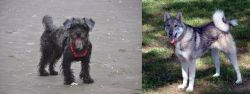 YorkiePoo vs West Siberian Laika - Breed Comparison