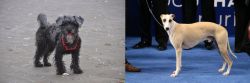YorkiePoo vs Whippet - Breed Comparison