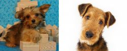 Yorkillon vs Airedale Terrier - Breed Comparison