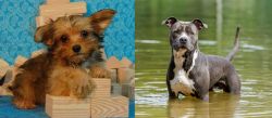 Yorkillon vs American Staffordshire Terrier - Breed Comparison
