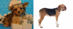 Yorkillon vs Beagle-Harrier - Breed Comparison