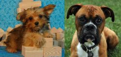 Yorkillon vs Boxer - Breed Comparison