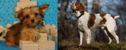 Yorkillon vs Brittany - Breed Comparison