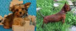 Yorkillon vs Chinese Chongqing Dog - Breed Comparison