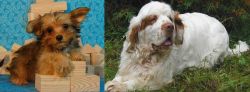 Yorkillon vs Clumber Spaniel - Breed Comparison